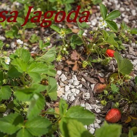 Casa Jagoda * Višnjan