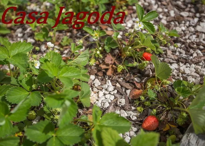 Casa Jagoda * Višnjan